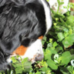 Meet your Posher, Joel